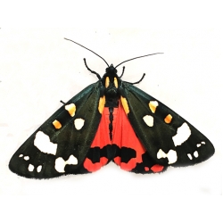 Scarlet Tiger Moth dominula 10 larvae 